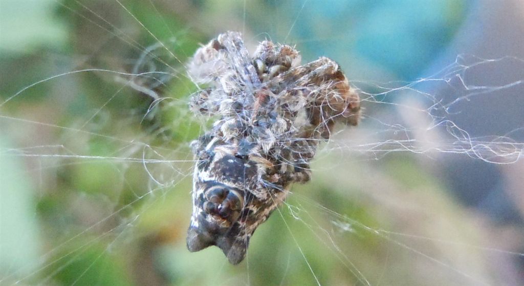 Araneus angulatus? No. Cyrtophora citricola